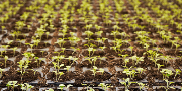 sprouts in soil